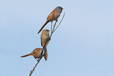 BUITEN BEELD Foto: 323948