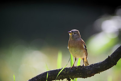 BUITEN BEELD Foto: 323956