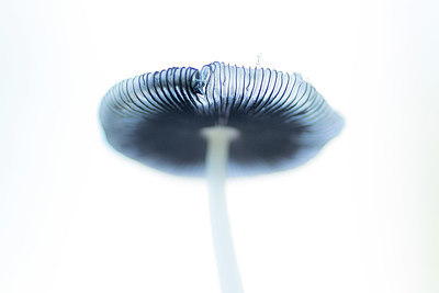 BUITEN BEELD Foto: 324027