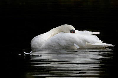 BUITEN BEELD Foto: 324066