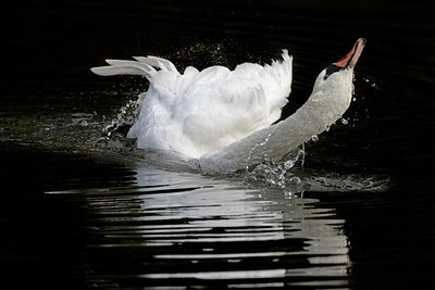 BUITEN BEELD Foto: 324068