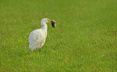 BUITEN BEELD Foto: 324127