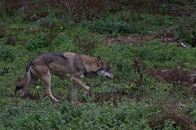 BUITEN BEELD Foto: 324171