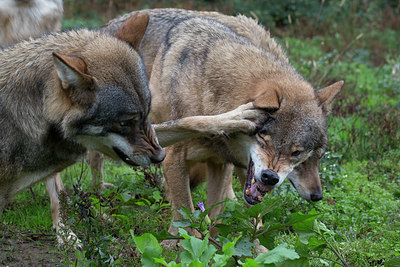 BUITEN BEELD Foto: 324173