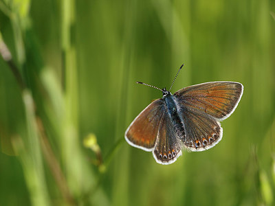 BUITEN BEELD Foto: 324186