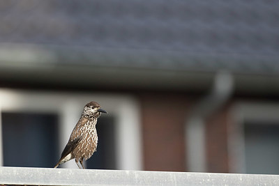 BUITEN BEELD Foto: 324205