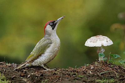 BUITEN BEELD Foto: 324234