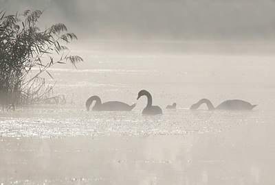 BUITEN BEELD Foto: 324236