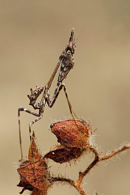 BUITEN BEELD Foto: 324241