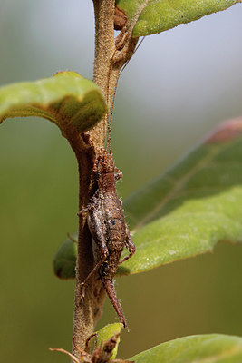 BUITEN BEELD Foto: 324244