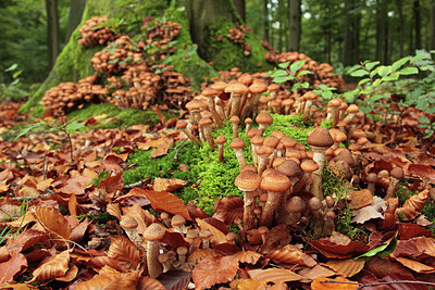 BUITEN BEELD Foto: 324249