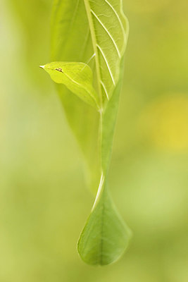 BUITEN BEELD Foto: 324261