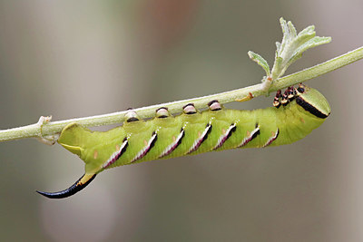 BUITEN BEELD Foto: 324270