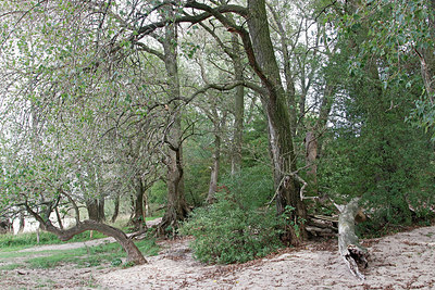 BUITEN BEELD Foto: 324283