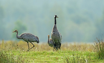 BUITEN BEELD Foto: 324313