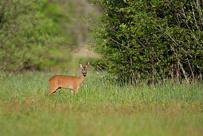 BUITEN BEELD Foto: 324390