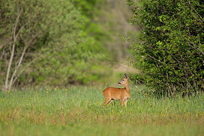 BUITEN BEELD Foto: 324391