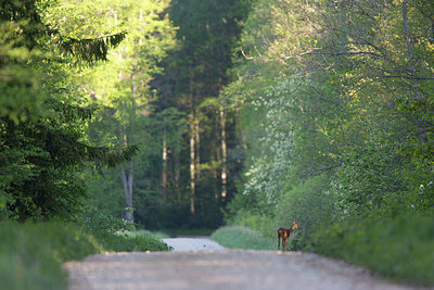 BUITEN BEELD Foto: 324393