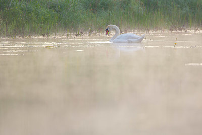 BUITEN BEELD Foto: 324394