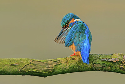 BUITEN BEELD Foto: 324416