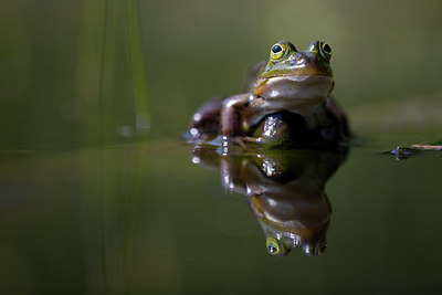 BUITEN BEELD Foto: 324445