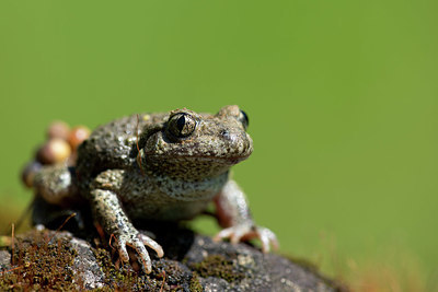 BUITEN BEELD Foto: 324446
