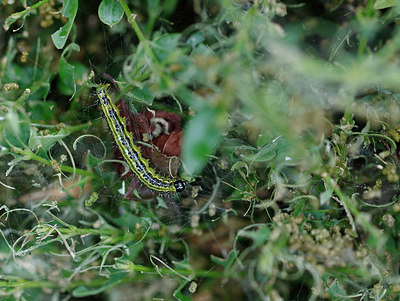 BUITEN BEELD Foto: 324457