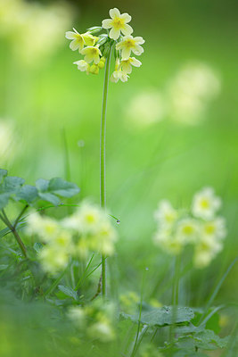 BUITEN BEELD Foto: 324487