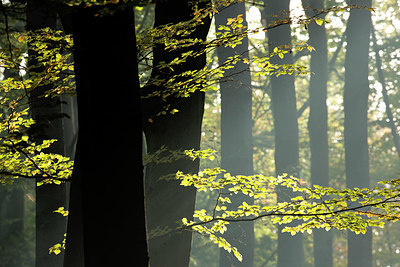 BUITEN BEELD Foto: 324537