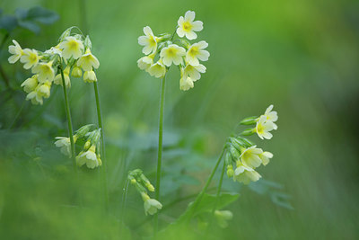 BUITEN BEELD Foto: 324593