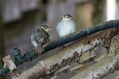 BUITEN BEELD Foto: 324633