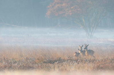 BUITEN BEELD Foto: 324667