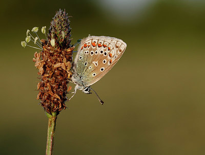 BUITEN BEELD Foto: 324692