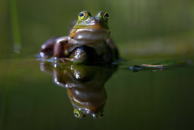 BUITEN BEELD Foto: 324720