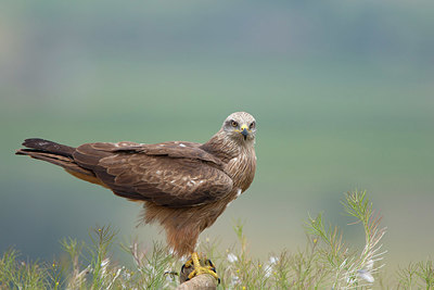 BUITEN BEELD Foto: 324739