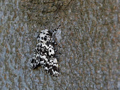 BUITEN BEELD Foto: 324819