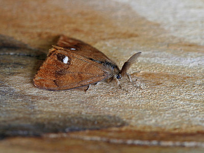 BUITEN BEELD Foto: 324822