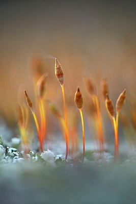 BUITEN BEELD Foto: 324828