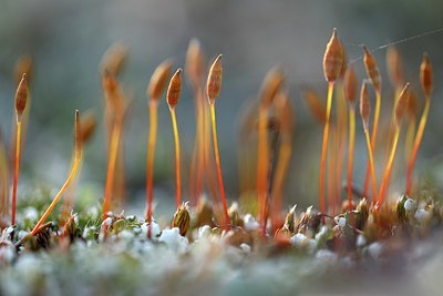 BUITEN BEELD Foto: 324831
