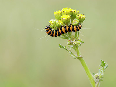 BUITEN BEELD Foto: 324839