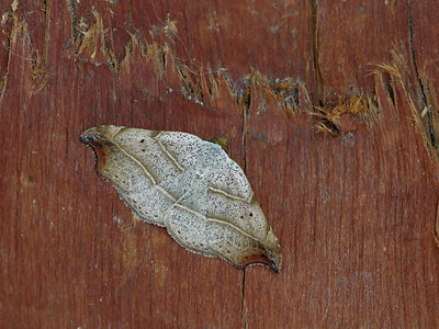 BUITEN BEELD Foto: 324845