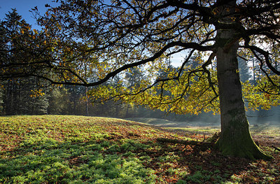 BUITEN BEELD Foto: 324870