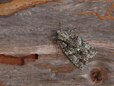 BUITEN BEELD Foto: 324880