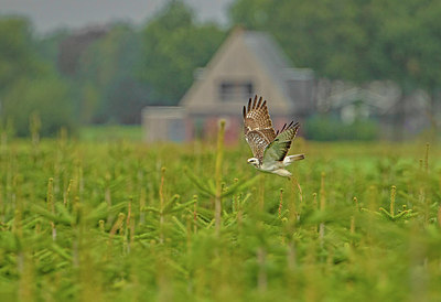 BUITEN BEELD Foto: 324889