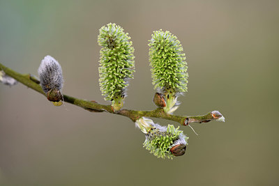 BUITEN BEELD Foto: 324916