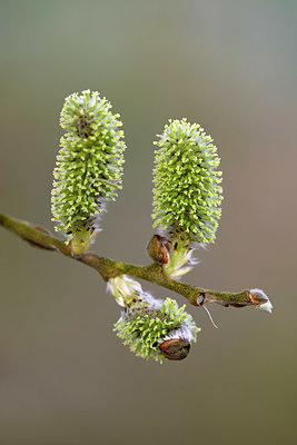 BUITEN BEELD Foto: 324917
