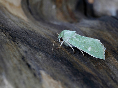BUITEN BEELD Foto: 324925