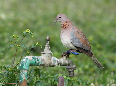 BUITEN BEELD Foto: 324947