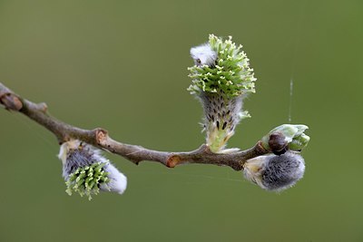 BUITEN BEELD Foto: 324968