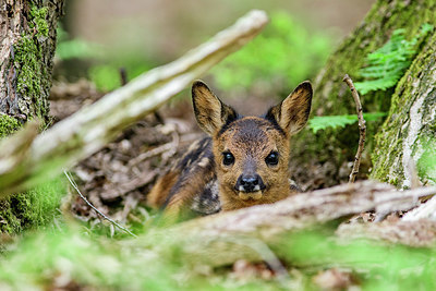 BUITEN BEELD Foto: 324994